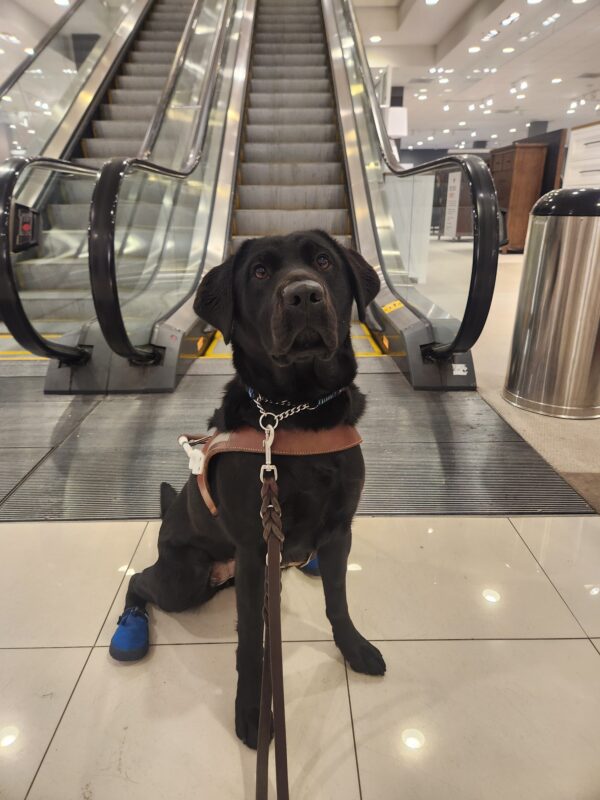 Cinder sits, in harness, in front of an escalator in the Clackamas Mall. She is looking intently into the camera and is wearing blue booties on her back feet.