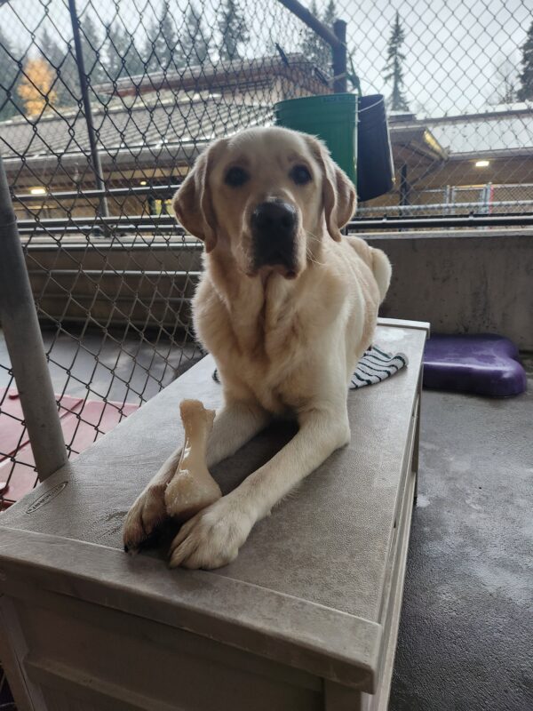 Burrito lies down on a plastic toy box in community run. Between his paws is a Nylabone standing on end. He stops chewing on his bone briefly to look up at the camera.