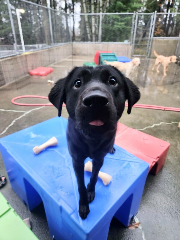 A close-up shot of Cinder shows her standing on a blue, plastic play structure in community run. She is excitedly craning her neck towards the camera and her tongue is sticking out slightly.