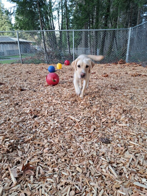 Yellow lab (Anders) running towards the camera on woodchips. Near by are some colorful jolly eggs.