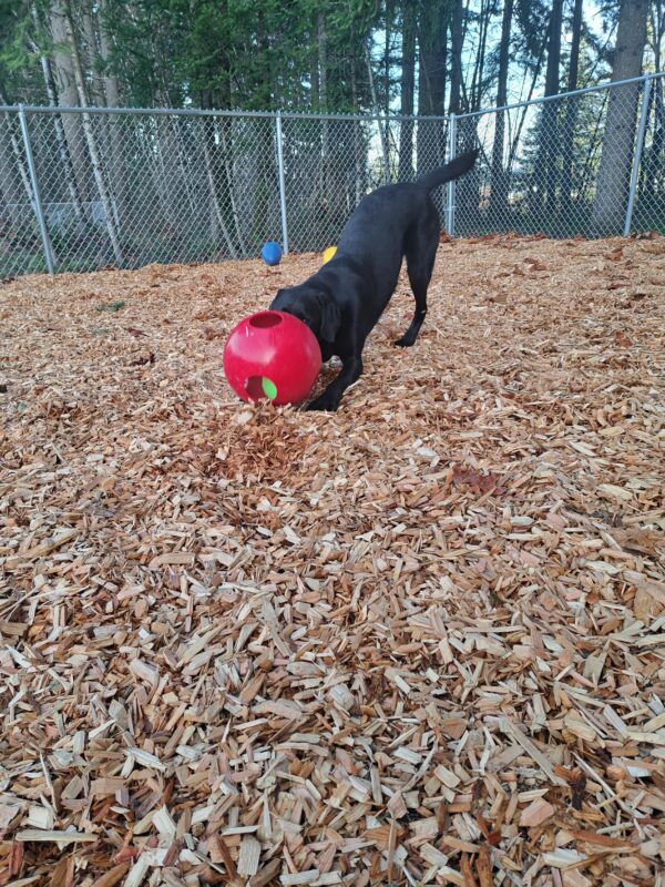 Black lab (John) chewing on a red jolly ball.