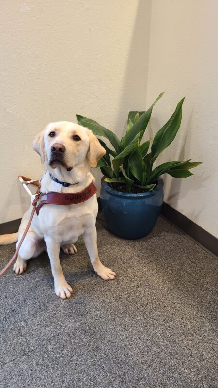 <p>Kringle, wearing his harness, sits next to a large potted plant and looks at the camera with an intent face. </p>