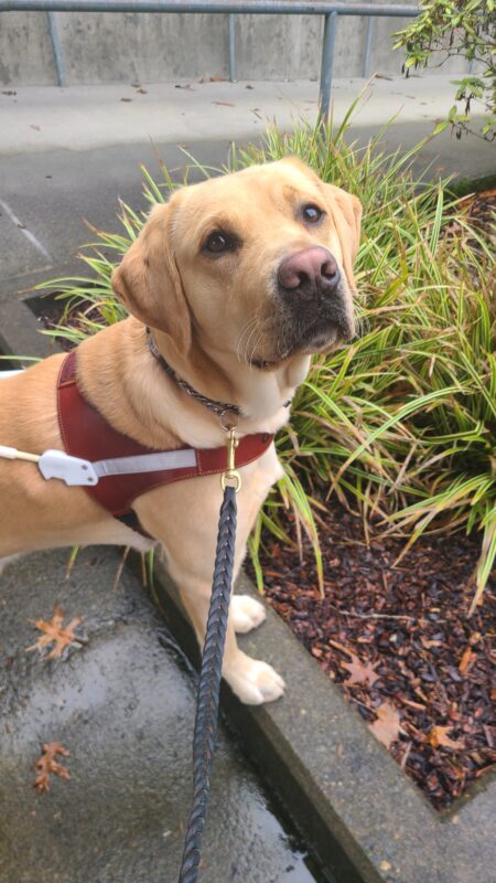 <p>Gazpacho stands next to a planter box with bright green grass/shrubs. He is wearing his harness and looking at the camera (showing off his adorable eyebrows!)</p>