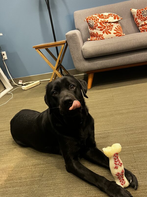 Winchell enjoys some downtime in an office. His tongue is out as he licks his upper lip and a yummy nylabone is nestled upright between his two front paws.