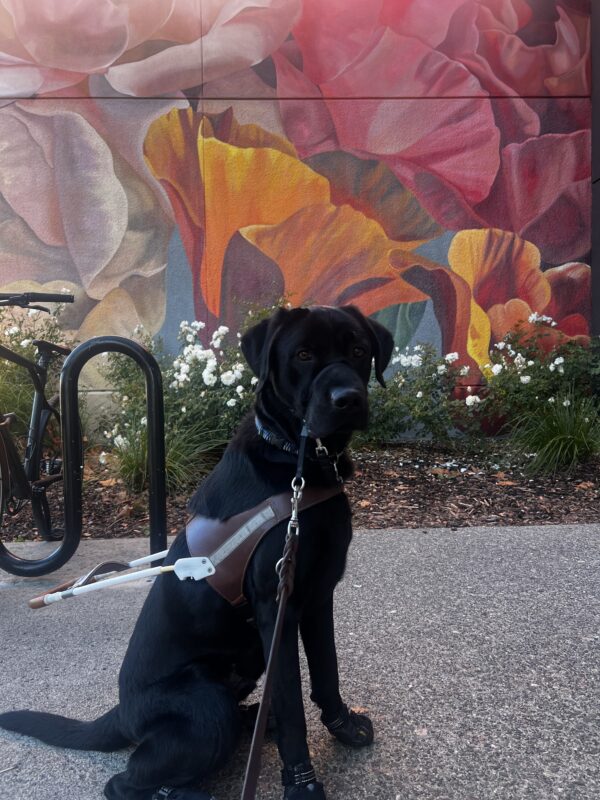 Winchell poses as he rocks his full guide dog equipment which includes his harness, all booties, and a gentle leader. There is a beautiful floral mural in the background.