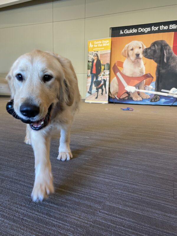 Photo is of Ford playing in a large open room with Guide Dogs for the Blind branded signage behind him. He is walking toward the camera holding a Kong toy