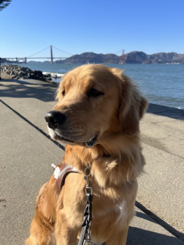 Wags sits in harness looking off to the left of the camera. Behind him is the San Francisco Bay with the Golden Gate Bridge and Marin Headlands in the distance.