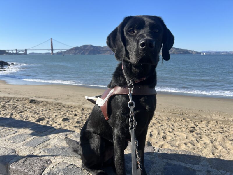 Aramis sits in harness looking at the camera. Behind him is the San Francisco Bay with the Golden Gate Bridge and Marin Headlands in the distance.