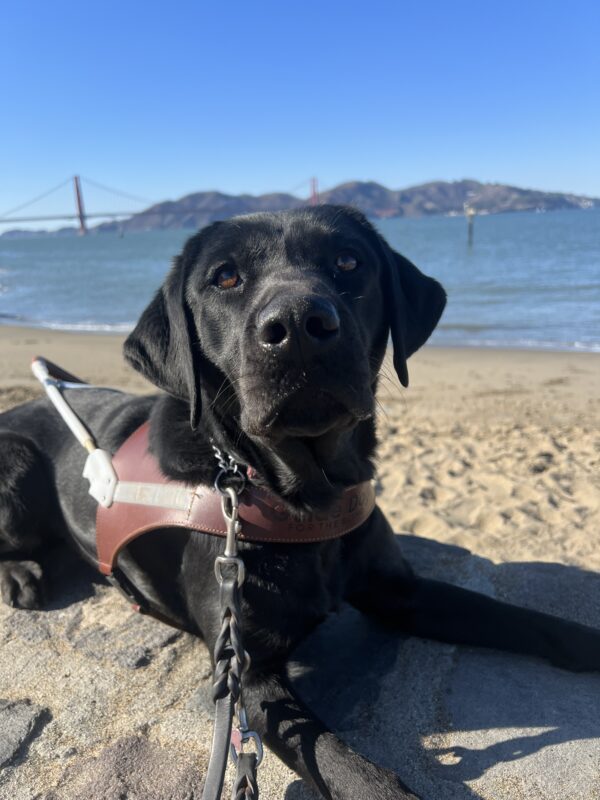 Riley lays down in harness looking at the camera. Behind her is the San Francisco Bay with the Golden Gate Bridge and Marin Headlands in the distance.