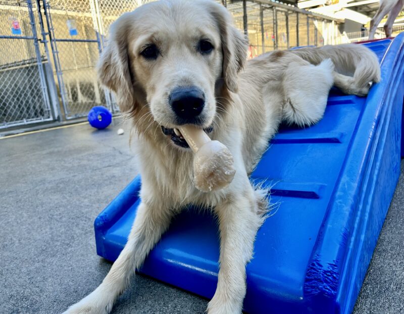 <p>Piper is laying down on a blue play structure in community run. He is holding a nylabone in his mouth.</p>
