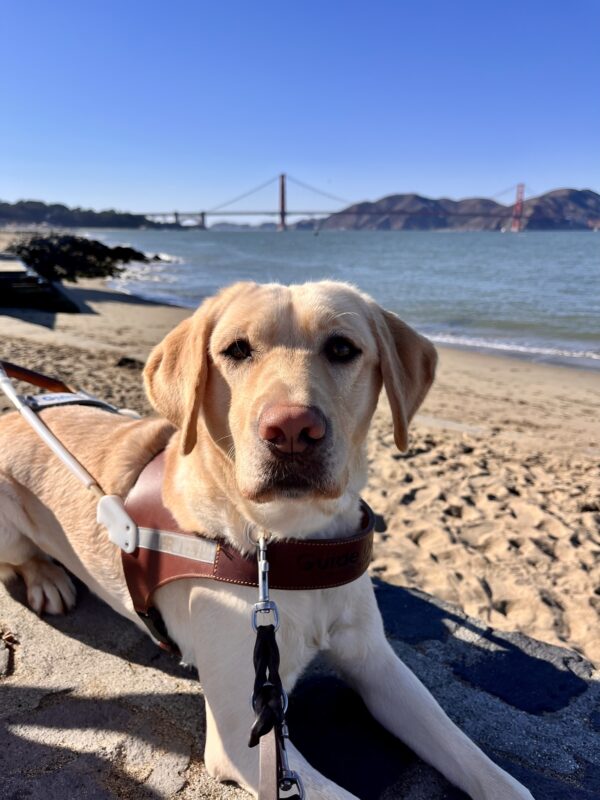 <p>Fate is sitting on a brick wall while wearing her harness. Behind her the San Francisco Bay is visible and a small beach with tan sand. The Golden Gate Bridge can also been seen at a distance.</p>