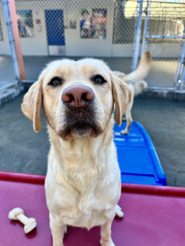 <p>Fate is sitting on a red play structure in community run. She is staring happily into the camera. A blue play structure is also seen behind her.</p>