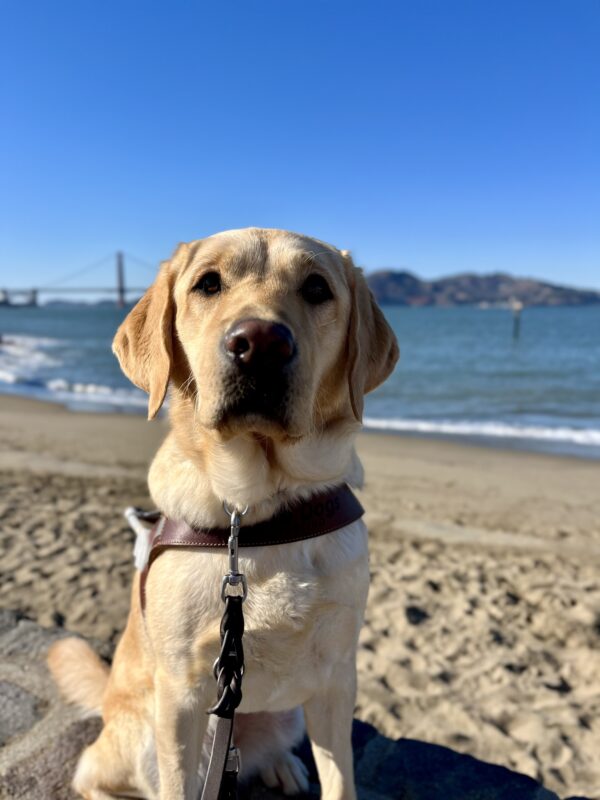 <p>Barbara is sitting on a brick wall while wearing her harness. Behind her the San Francisco Bay is visible and a small beach with tan sand. The Golden Gate Bridge can also been seen at a distance.</p>
