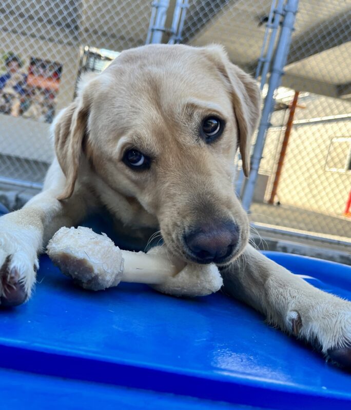 <p>Barbara is laying down on a blue play structure in community run. She is chewing on a nylabone which she is holding in between her paws.</p>