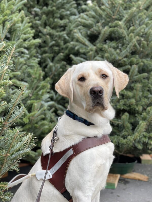 <p>Virgil sitting in harness in front of Christmas trees. His body is facing to the right and he is turning his head to look at the camera.</p>