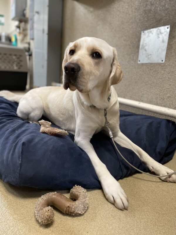 <p>Virgil is lying down in a blue bed on tie down with bones around him. He is looking out of the side of his eye at the camera.</p>