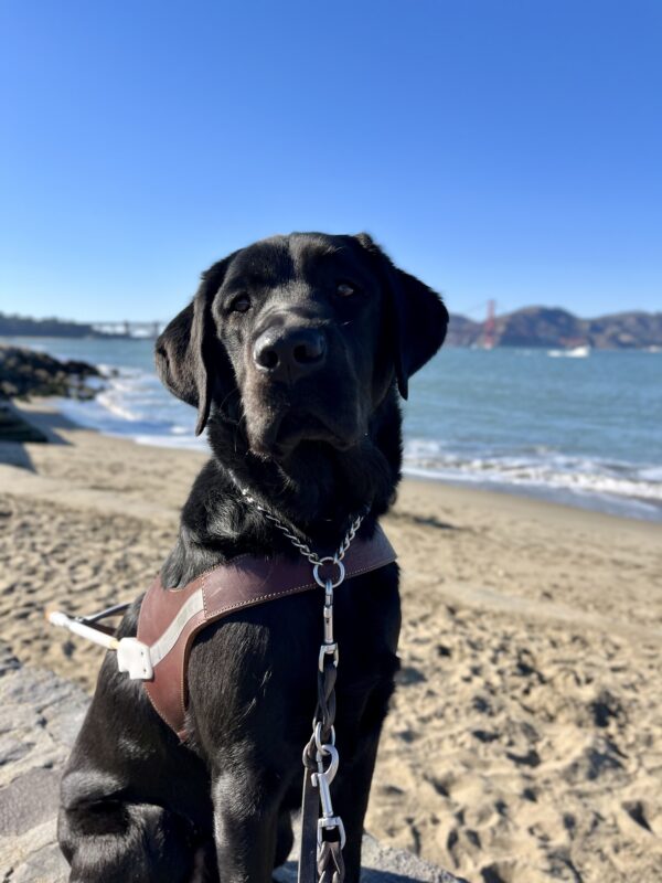 Sawyer, a black Labrador Retriever , is sitting on a brick wall while wearing his harness. Behind him the San Francisco Bay is visible and a small beach with tan sand. The Golden Gate Bridge can also been seen at a distance.