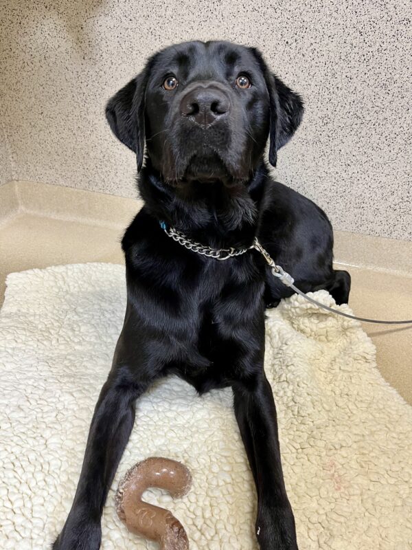 Sawyer, a black Labrador Retriever , is laying down on a fleece rug in the center section. A “S” shaped nylabone is sitting in between his front legs, and is staring into the camera.