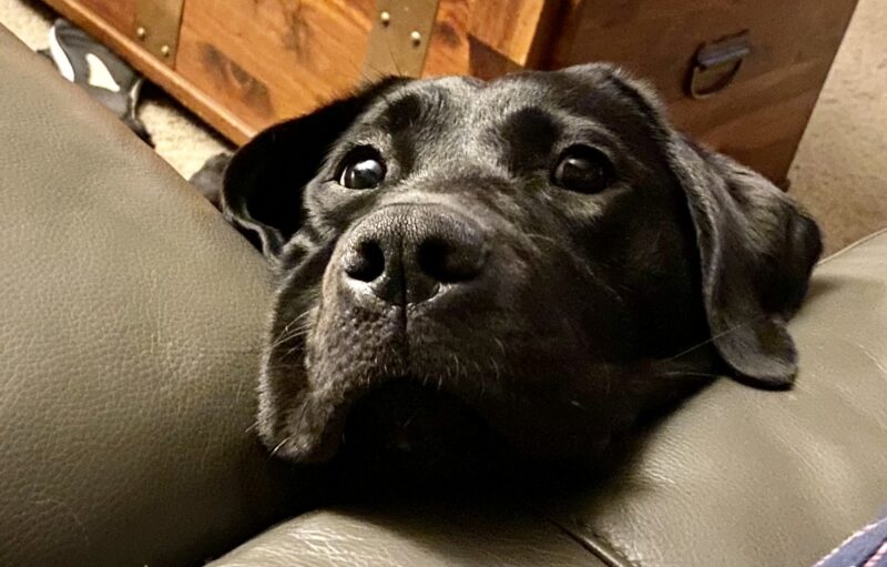 Nadine is laying on the floor with her head on the couch looking directly into the camera.  All you can see is her head with her lips smooshed out on the cushions