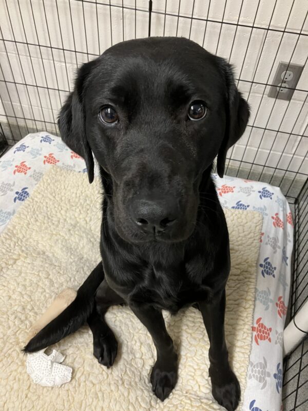 Black Labrador Retriever Gondola is looking at the camera while sitting on a fleece in an ex-pen. A couple of nylabones are at her side.
