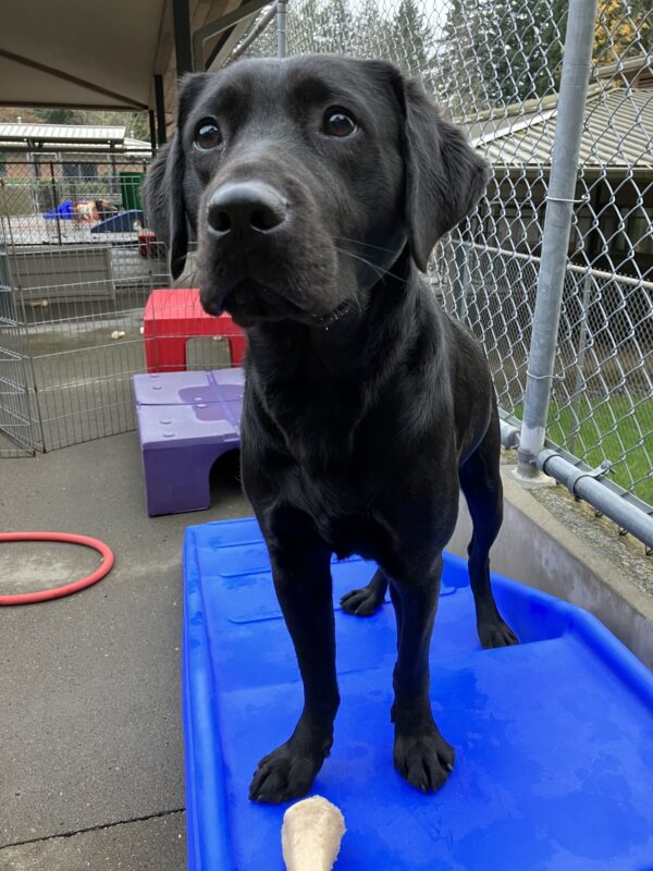 Black Labrador Retriever Gondola is standing on a blue play structure in the community run area. She is looking off to the side of the camera.