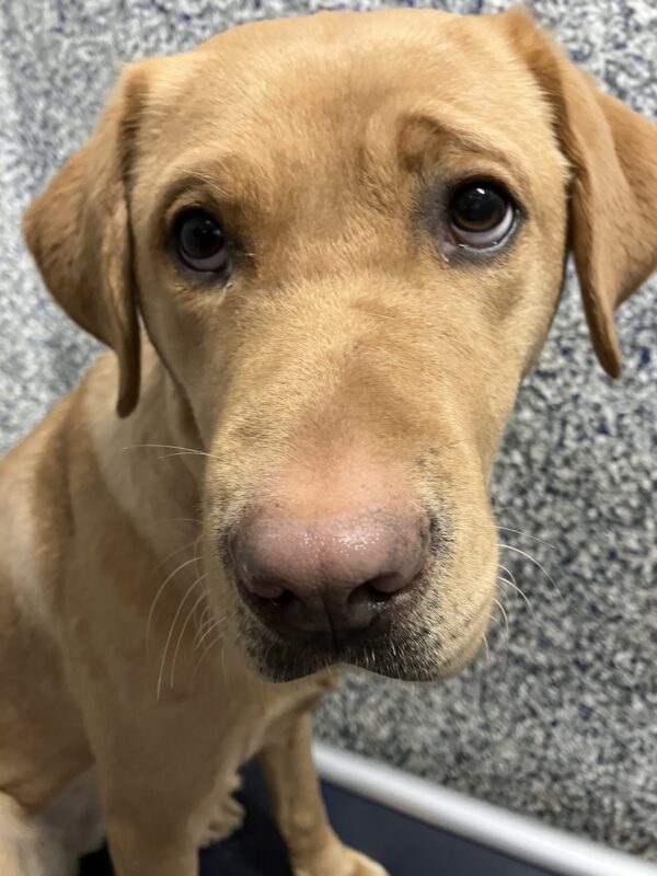Yellow Labrador Retriever Gladys is sitting on a bed in her kennel. She is looking off to the side of the camera with big, puppy eyes. The black and white speckled wall of the kennel is behind her.