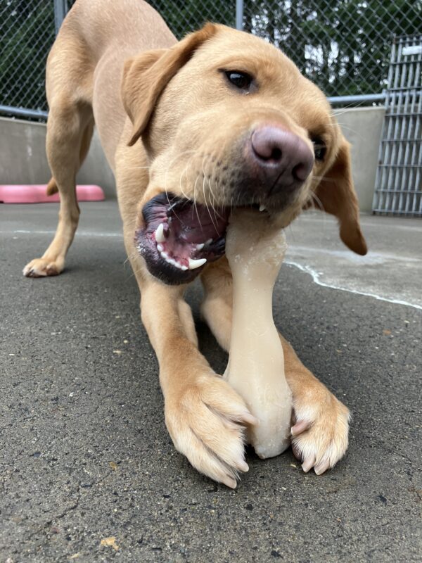 Yellow Labrador Retriever Gladys is in the community run area. She is in a playbow position chewing on a nylabone that she is holding between her two front paws.