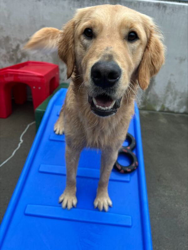 <p>Ari, a male golden retriever, stands on a piece of blue plastic play equipment while in community run. His mouth is slightly open and his tail is mid-wag.</p>