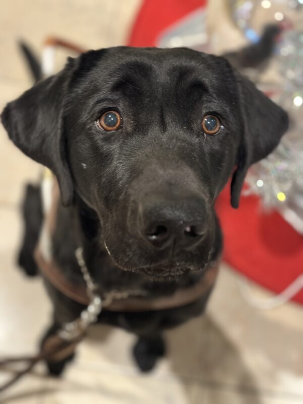 A top down view of Black Lab Tobago sitting by a silver pine tree with a bright red tree skirt. Tobago is wearing a leather guide dog harness and leash.