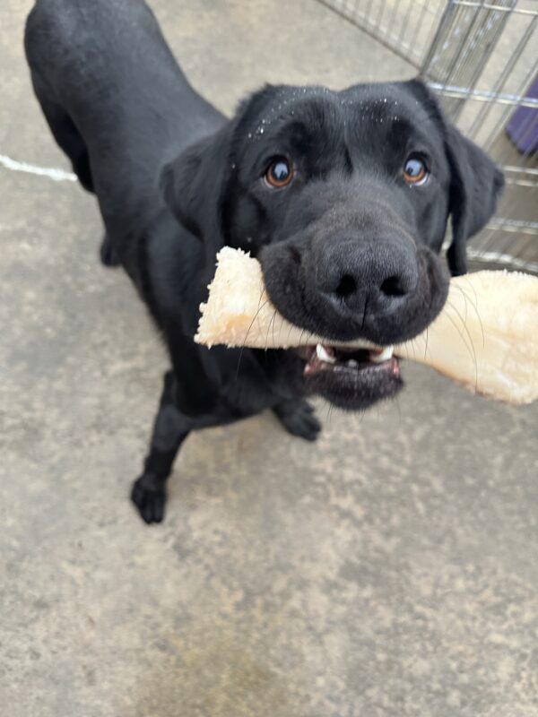 Black Lab Tobago stands in a wet community run area on rainy day holding a Nylabone in his mouth. He has water droplets on his forehead.