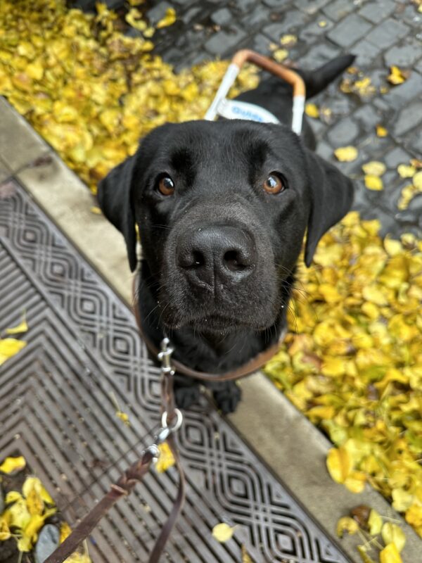 A top down view of Black Lab Halifax wearing a leather guide dog harness with his front paws up on a street curb. The gutter is filled with yellow fall leaves and Halifax’s paws are by an intricate grate.