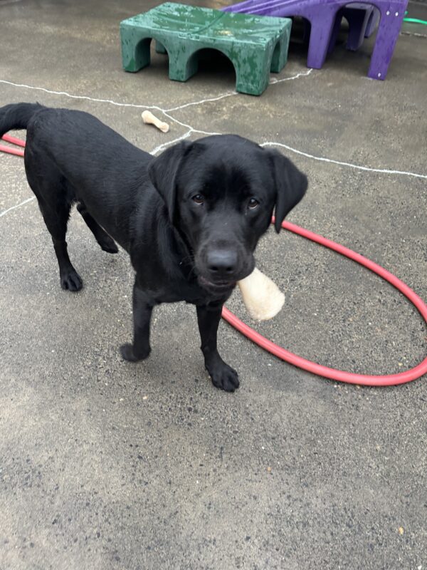 Black Lab Halifax stands in a community run area holding a bone in his mouth. Bright play structures and a red hose are in the background.