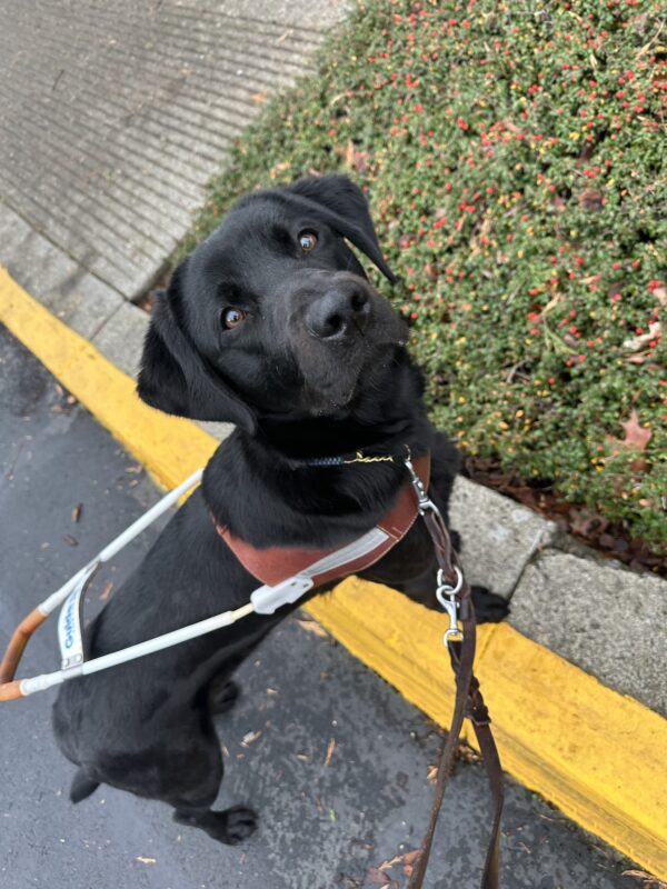 Black Lab Sylvie stands with her front paws up on a yellow curb. She is wearing a leather guide dog harness and leash. Next to her is a planter filled with short foliage covered in tiny red berries.