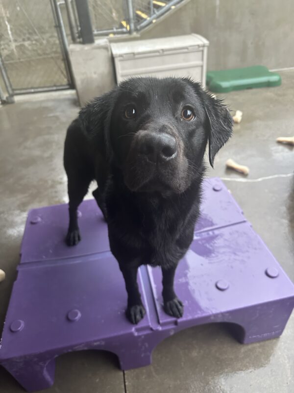 Black Lab Sylvie stands on a purple play structure in a community run play area. It is a rainy day and her ears are damp.