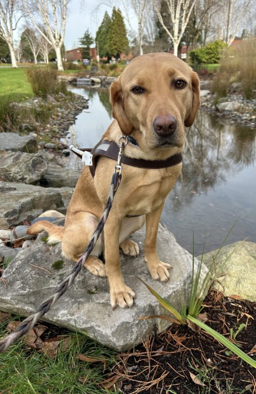 Yellow lab Dublin sits in her guide dog harness in front of a pond. She has her trademarked “froo froo ears” and a soft expression on her face.