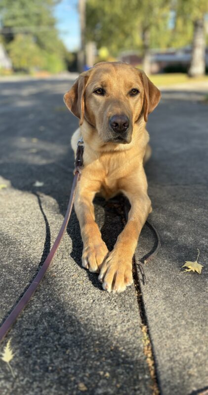 Yellow lab Dublin practices a down stay on a sidewalk she looks off into the distance with a sweet expression. It is a sunny day, giving her an extra golden glow.
