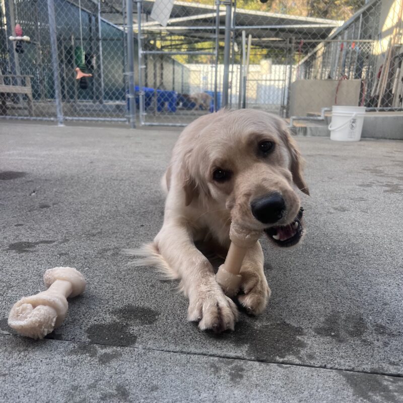 Meadow is lying down in community run and chewing a bone while looking right at the camera.