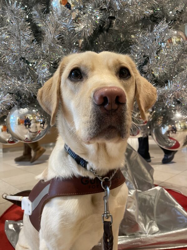 A close up of Harlem sitting in front of a decorative, all silver fake tree in Pioneer Place Mall in Downtown Portland. She is wearing a guide dog harness and looking towards the camera.