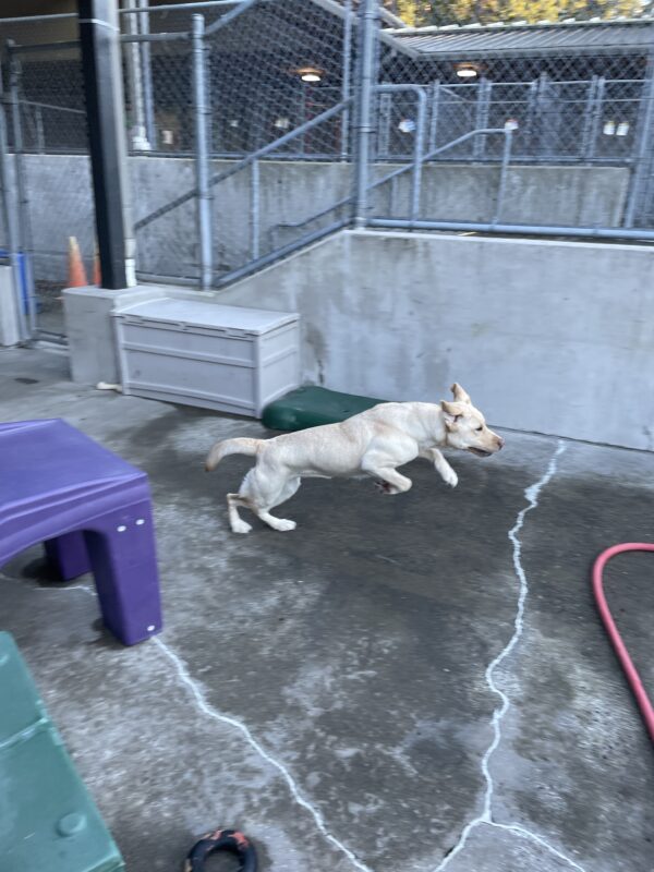 Harlem playing in community run on the Oregon Campus. She is running and bounding off the ground with her front feet off the ground and her ears flapping. Around her is various multicolored play equipment.