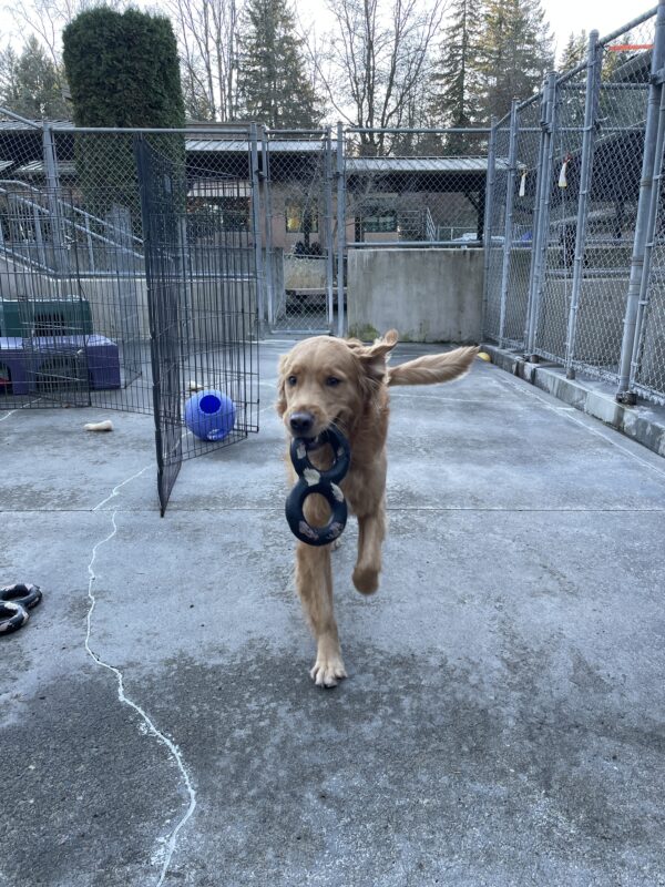 Pancake playing in community run on the Oregon Campus. He is holding a rubber tug toy and running towards the camera with his tail and ears flying behind him. In the background is various play equipment and the Oregon vet clinic building in the distance.