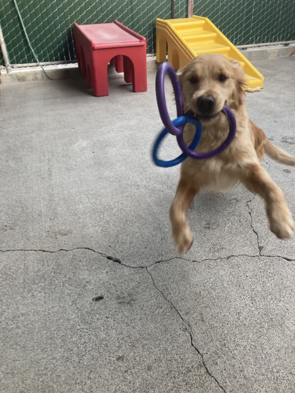 Optimist is holding tug rings, feet up in the air, running in community run.