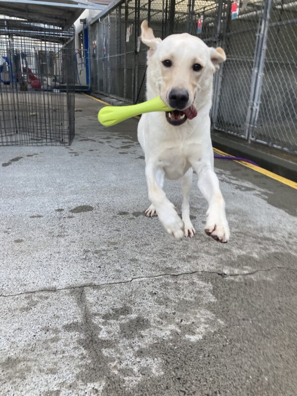 England, a male yellow Labrador retriever is leaping with two front feet off the ground towards the camera with a green west paw bone in his mouth.