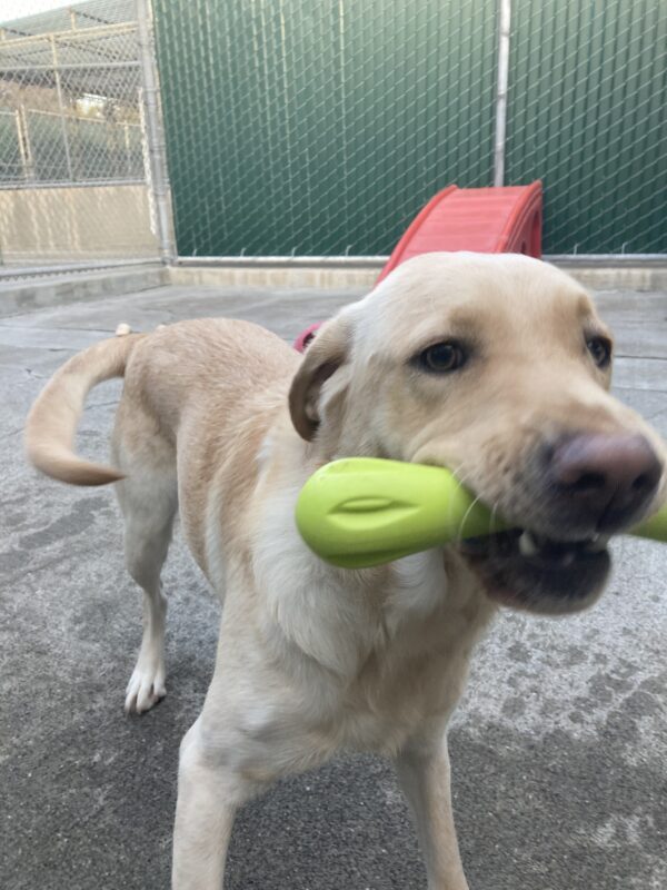 <p>A close up shot of Gertie running towards the camera holding a green west paw bone, ears slightly floofy and tail wagging.</p>