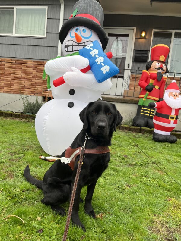 Augie is sitting in harness on grass front of a inflated one snowman with a top hat and a sign reading