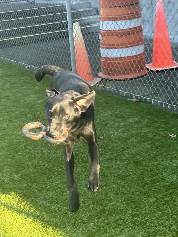 <p>Augie is running toward the camera with a tug in his mouth and his ears flying out to the sides. He is on green grass and a chain link fence and some orange canes are in the background.</p>