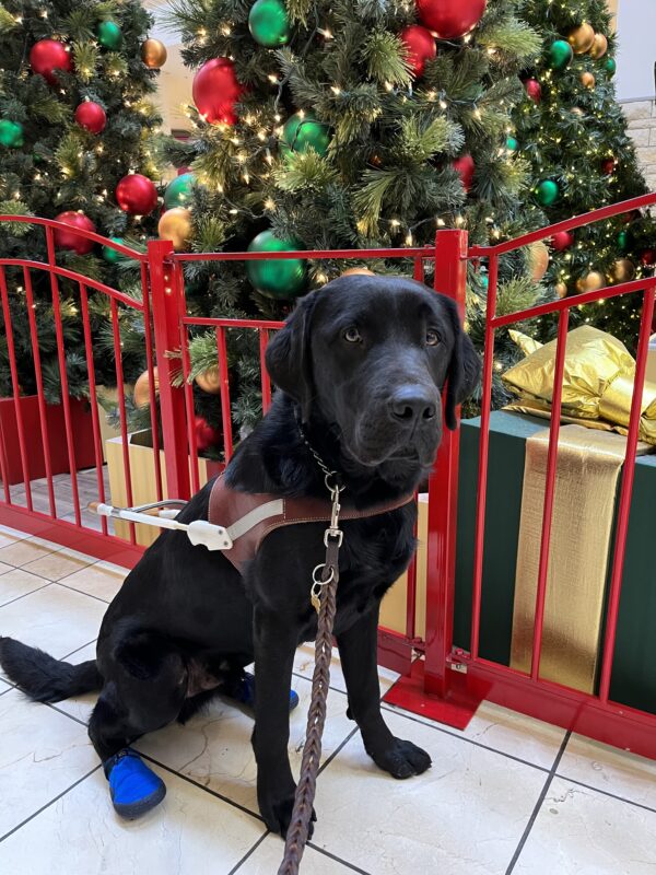 Komodo is in harness and wearing blue booties on his hind feet sitting in the mall . Behind him is a low red fence, decorated Christmas tree and a large green present with a big gold bow.