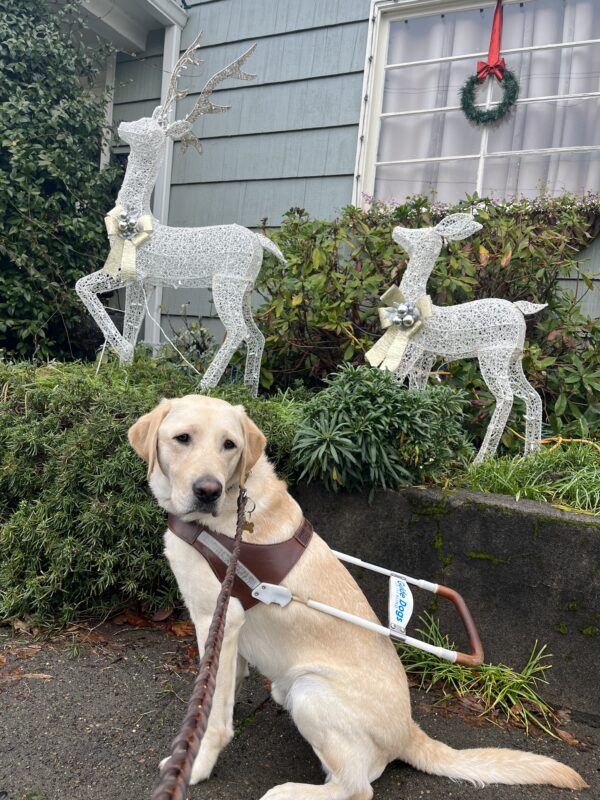 Prancer is sitting in profile in front of a low wall in harness. Behind his are two white wire reindeer with gold bows around their necks.