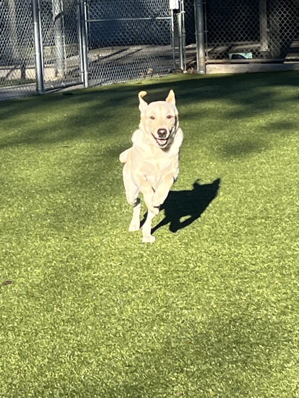Prancer is in a large grass area running directly toward the camera. He is lit up by sunlight, with dappled shade behind him. His ears are flying back, his mouth is open and his front feet are off the ground.