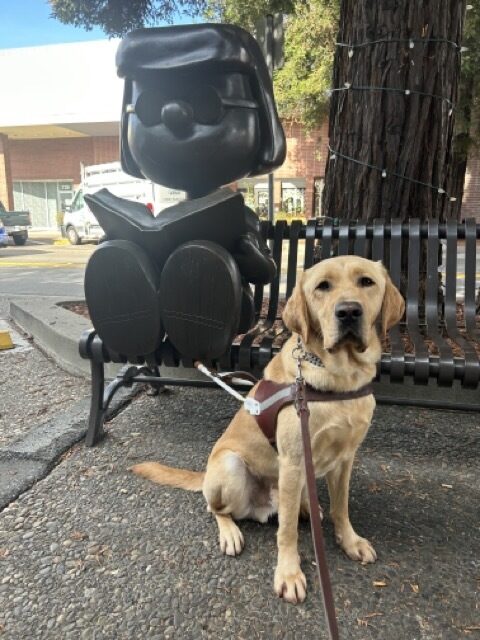 Belvedere is wearing his harness and is seated on the ground in front of an iron statue of Peanuts character Marcie reading a book on a bench.