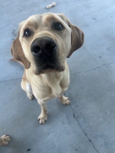Belvedere sits in community run, looking up at the camera